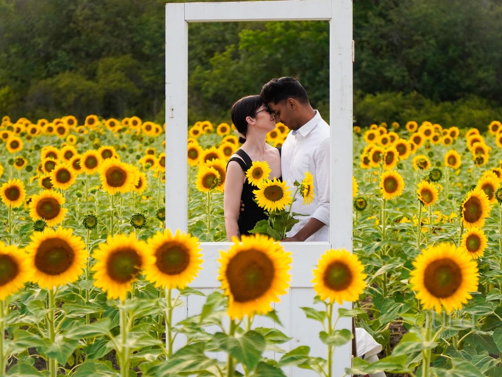 A couple kiss in a white gazebo surrounded by sunflowers